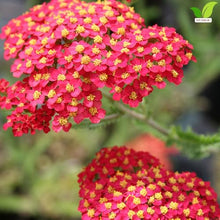 Votaniki Achillea Paprika Yarrow Bare Root Perennial Ruby Red Salmon Flowers Summer to Fall Blooming Drought Tolerant Plant for Garden Borders Cut Flower Outdoor Growing (Pack of 25)