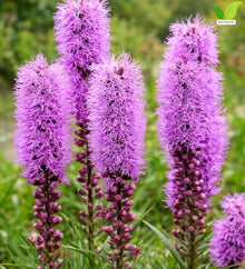 Votaniki Kobold Gayfeather Liatris spicata Top Size Flower Bulbs with Rose Lavender Summer Blooms and Strong Stems for Sunny Gardens Borders Containers and Cut Flowers