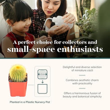 Shop Succulents Premium Live Mini Cactus Plants in Bulk 2" Pots, Easy Care Indoor or Outdoor Gardening, Terrariums, Favors, & Contemporary Spaces with Hardy, Resilient Varieties, Pack of 256