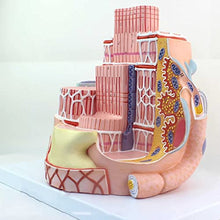 DACUDA Anatomy Model Skeletal Muscle Fiber Microanatomic (A)