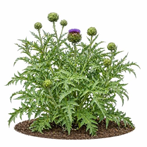 Votaniki Cynara cardunculus Artichoke #1Size Root Perennial Vegetable Plant Violet Blue Flowering Edible Bud Garden Crop Full Sun Outdoor Growing (Pack of 25)