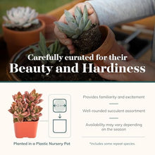 Shop Succulents Assorted Succulent Plant Pack Collection - Live Mini Succulent Plants, Low Maintenance, Mixture of Colors & Textures - Wedding and Party Favors, Gift & Garden