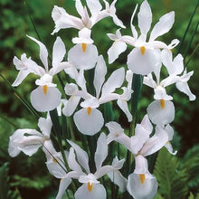 Dutch Iris ‘Casa Blanca’ – Premium White Iris Bulbs for Fall Planting | Top Size Dutch Bulbs for Planting | Elegant Iris Flower Bulbs | Late Spring Bloom | Easy to Grow Perennial