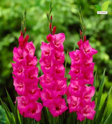 Votaniki Fidelio Gladiolus Top Size Bulbs Dark Pink Purple Summer Flower Tall Blooming Spikes for Garden Borders Cut Flower Arrangements Full Sun Outdoor Planting (Pack of 250)