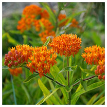 Everwilde Farms - 1 Lb Butterfly Weed Native Wildflower Seeds - Gold Vault
