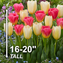 Garden State Bulb Color Splash Mix Triumph Tulip Flower Bulbs, 11/12cm (Bag of 250)