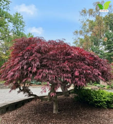 Votaniki Crimson Queen Japanese Maple Live Tree 2 to 3 Feet Tall with Dwarf Weeping Form and Red Foliage for Containers Poolside Gardens Landscape Accents and Specimen Planting