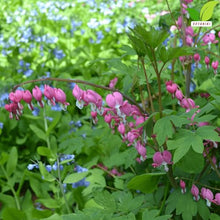 Votaniki's Pink Bleeding Heart Dicentra Spectabilis Live Plant Root Shade Perennial Spring Bloom Heart Shaped Flowers Deer Resistant Garden Plant for Borders Containers Woodland Gardens (Pack of 50)