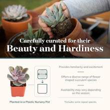 Shop Succulents Blush Rosette Succulent Plant Pack – Live Mini Rosette Succulents, Soft Pastel Colors, Low Maintenance Plants – Wedding Favors, Gifts & Home Decor, 2" Pots