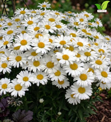 Votaniki White Mountain Shasta Daisy Bare Roots Compact White Summer Flowering Perennial with Yellow Centers for Borders Cottage Gardens Pollinator Beds and Cut Flowers (Pack of 50)