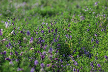 Alfalfa Seeds- Farmer Direct Premium Alfalfa Seeds - 50 Lbs - High Germination, Conventional Alfalfa Seed -Garden Seed, Cover Crop, Field Growing, Alfalfa Hay, Alfalfa Honey