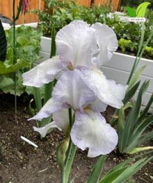 Votaniki Bearded Iris English Cottage Bare Root White Lilac Fragrant Flowers Spring Bloom Garden Border Cottage Landscape Full Sun Partial Shade (Pack of 25)