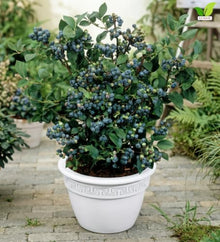 Votaniki Earliblue Blueberry #1 Size Plant, Early Season Sweet Light Blue Fruit, Upright Northern Highbush Shrub for Acidic Soil, Gardens, Patios and Edible Landscapes