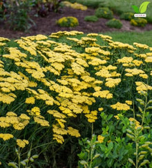 Votaniki Achillea Sassy Summer Lemon Yarrow Grade No. 1 XXL Bare Root Perennial with Bright Yellow Summer Blooms for Sunny Borders Pollinator Gardens Containers and Cut Flowers