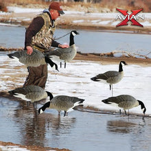 Avian-X Lessers 6 Piece Fusion Goose Decoy Set Multicolor