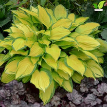Votaniki Hosta Island Breeze Starter Plant Variegated Foliage Shade Loving Perennial Purple Flowers for Garden Borders Containers Woodland Shade Outdoor Growing (Pack of 25)