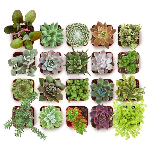 Shop Succulents Everything Mini Succulent Plant Pack – Live Mini Succulent Plants, Assorted Colorful Mix, Easy Care Houseplants – Gardening, Terrariums, Gifts & Party Favors, 2" Pots