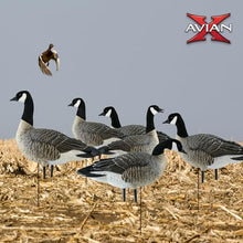 Avian-X AXP Honkers Fusion Pack Lesser Canada Goose Decoys 2 Pack