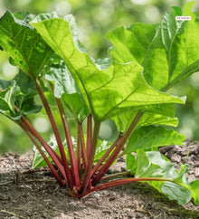 Votaniki Victoria Rhubarb Bare Root Plant Edible Perennial with Thick Green Stalks and Heavy Harvest Potential for Vegetable Gardens Homesteads and Landscape Plantings