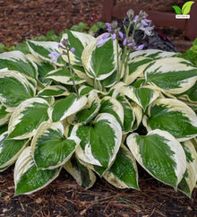 Votaniki Hosta Patriot #1 Size Root Variegated Dark Green White Foliage Lavender Flowers for Shade Gardens Woodland Borders Patio Containers and Landscape Planting