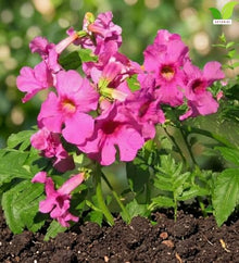 Votaniki Hardy Gloxinia Incarvillea delavayi 2 Year Bare Root Pink Red Trumpet Flowers for Perennial Borders Rock Gardens Woodland Beds and Pollinator Landscapes