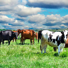 Outsidepride Forage Bermuda Seeds - 40 lb. Perennial, Drought Tolerant & Fast-Growing, Pasture Seeds for Planting Large Grass Leaves, Ideal for Hay Foraging & Rotational Grazing