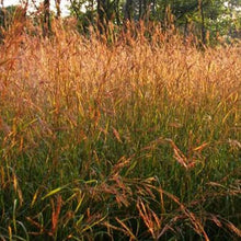 Outsidepride Perennial Andropogon Big Bluestem Grass Seed - 25 lbs. Warm Season, Drought Resistant, Native Prairie Grass Seed, Ideal for Erosion Control, Ornamental Landscaping & Wildlife Gardens