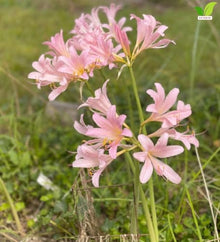 Votaniki Lycoris Squamigera Resurrection Lily Top Size Bulbs, Pink Trumpet Flowers for Late Summer Gardens, Full Sun or Partial Shade, Butterfly and Hummingbird Planting