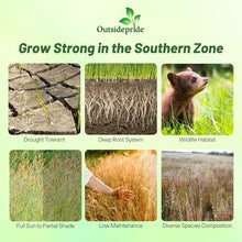 Outsidepride Southeast Native Grass Seed Mix - 25 lbs. Perennial Drought-Tolerant Blend of Warm & Cool Season Grass Seeds for Southern Lawns, Ideal for Wildlife, Erosion Control & Soil Improvement