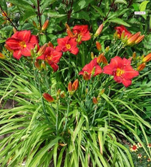 Votaniki Chicago Apache Daylily Bare Root Perennial Plant Scarlet Red Flowers with Yellow Watermark for Full Sun Borders Containers Mass Planting and Pollinator Gardens