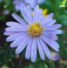Votaniki Aster Bluebird #1 Size Bare Root Perennial Lavender Blue Flowering Plant for Garden Beds Borders Pollinator Friendly Late Season Bloom Full Sun Outdoor Planting (Pack of 25)