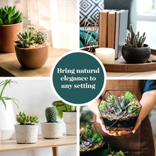 Shop Succulents Premium Live Mini Cactus and Succulent Plants in 2" Pots, Easy Care Indoor or Outdoor Gardening, Terrariums, Favors, & Contemporary Spaces with Hardy, Resilient Varieties, Pack of 256