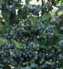 Votaniki Earliblue Blueberry #1 Size Plant, Early Season Sweet Light Blue Fruit, Upright Northern Highbush Shrub for Acidic Soil, Gardens, Patios and Edible Landscapes
