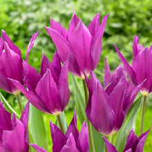 Garden State Bulb Lily Flowering Yume No Murasaki Tulip Flower Bulbs, 11/12cm (Bag of 250)