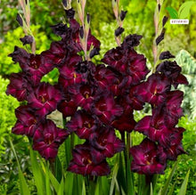 Votaniki's Espresso Gladiolus Bulbs for Planting Dark Red Flower Bulbs Summer Bloom Tall Gladiolus Corms for Garden Beds Borders Cut Flowers Deer Resistant Easy Grow Pack (Pack of 250)