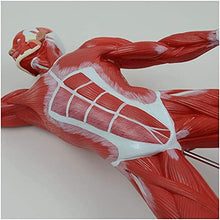 DACUDA 20" Human Muscle Anatomy Model
