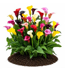 Votaniki Mixed Hybrid Calla Lily Top Size Bulbs for Summer Flowering, Multicolor Yellow Orange Red and White Blooms, Container and Cut Flower Garden Plant for Borders and Patio Displays