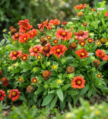 Votaniki Gaillardia aristata Arizona Red Shades Blanket Flower 3 Inch Root Starter Plant with Crimson Red Blooms for Borders, Containers, Cut Flowers and Butterfly Gardens