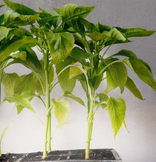 Miracle LED Smokephonics Under the Canopy Indoor Grow Light Kit - Double Plant Yield - Full Spectrum 150W Replacement Grow Bulbs & 2-Socket Corded Fixture with SproutMatic Timer (8-Pack)