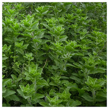 Everwilde Farms Organic Greek Oregano Herb Seeds - 1 Lb Gold Vault Packet