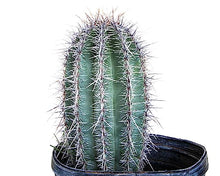 The Cactus Outlet Live Saguaro Cactus Plant 4' Green