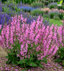 Votaniki Salvia Moulin Rouge Garden Sage Grade No. 1 XXL Bare Root Perennial with Rosy Pink Flower Spires for Sunny Borders Pollinator Gardens Containers and Cut Flowers