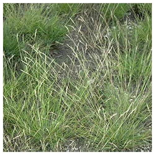 Everwilde Farms - 1/4 Lb Poverty Oat Grass Native Grass Seeds - Gold Vault