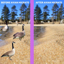Avian Migrate, Goose Deterrent, Bird Repellent Concentrate, Geese Repellent, Non-Toxic, Removes Geese from Yards, Parks, Beaches, Ponds and Ground, Made in The USA (2.5 Gallon)