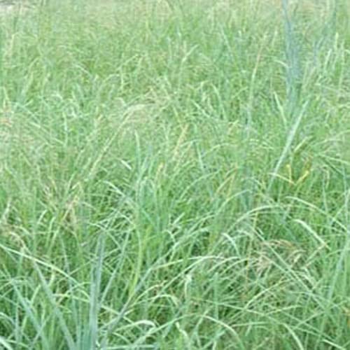 Outsidepride Southwest Native Grass Seed Mix 25 lbs Green