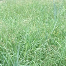 Outsidepride Southwest Native Grass Seed Mix 25 lbs Green