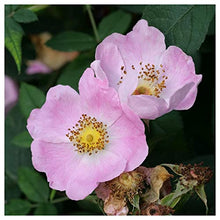 Everwilde Farms - 1 Lb Pasture Rose Native Wildflower Seeds - Gold Vault