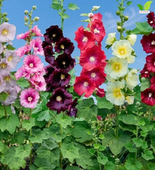 Votaniki Alcea Las Vegas Fig Leaf Hollyhock Live Plant Root with Multicolored Early Summer Flowers for Full Sun Cottage Gardens Borders Cut Flower Focal Point Landscapes