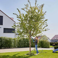 Gardena Battery Lopper EasyCut 110/18 V P4A Without Battery: Lopper for Branches up to 2.5 metres Tall, Ergonomic Handle, Lightweight Design, Durable Blades (14772-55)