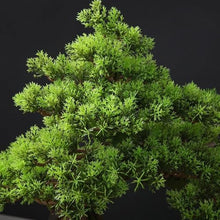 Bonsai Living Room Entrance TV Cabinet Furnishings Simulation Bonsai Coffee Table Desktop Decorative Chinese Feng Shui Ornaments Plant